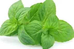 Spearmint, Mentha spicata, Essential Oil