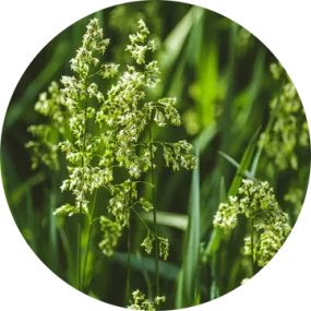 Sweet Vernal Grass Essential Oil - Living Libations