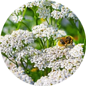 Yarrow Essential Oil - Living Libations